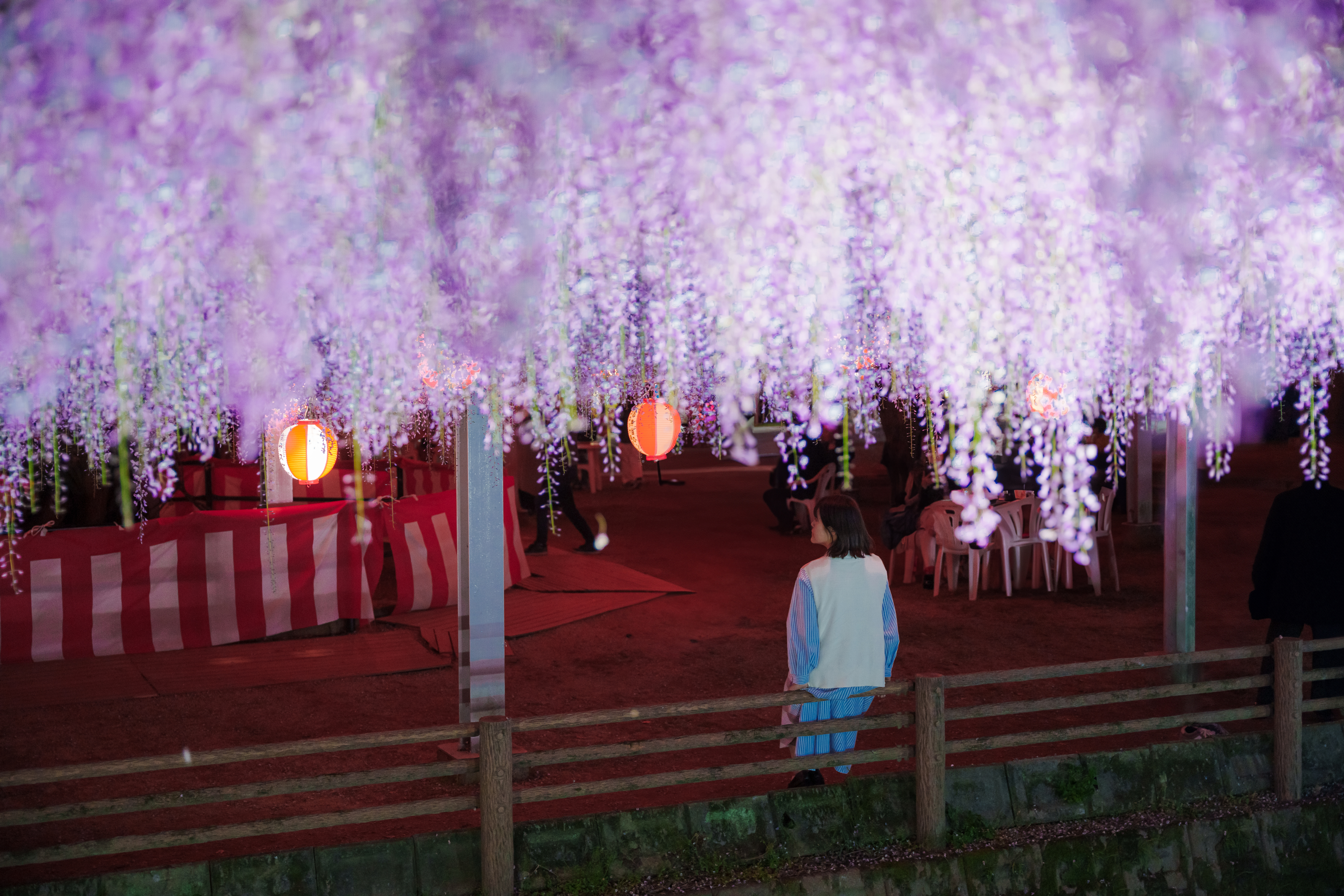 きものが映える藤の花スポット全国ガイド | 長沼静きもの学院